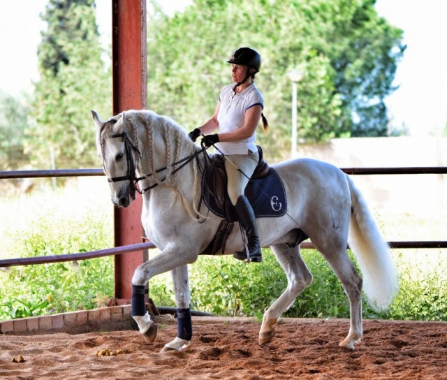  le dressage classique 